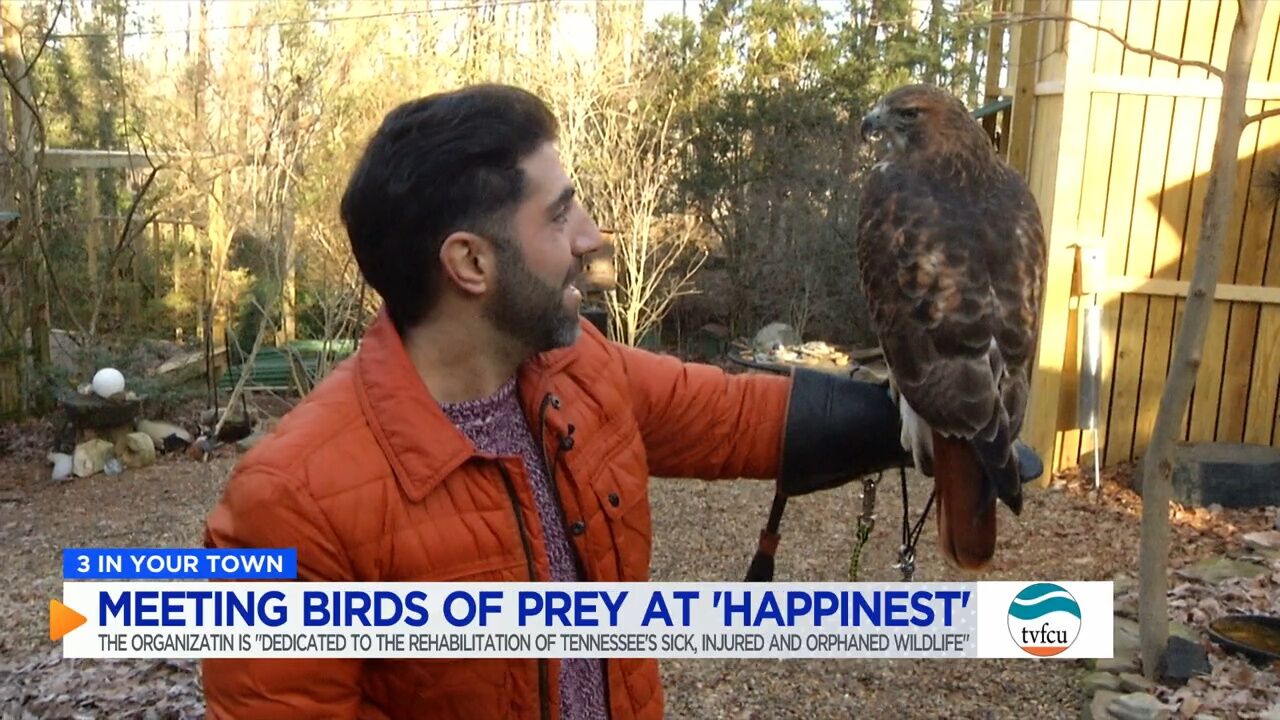 3 IN YOUR TOWN: Up close with birds of prey at Happinest Wildlife Rehab and Rescue